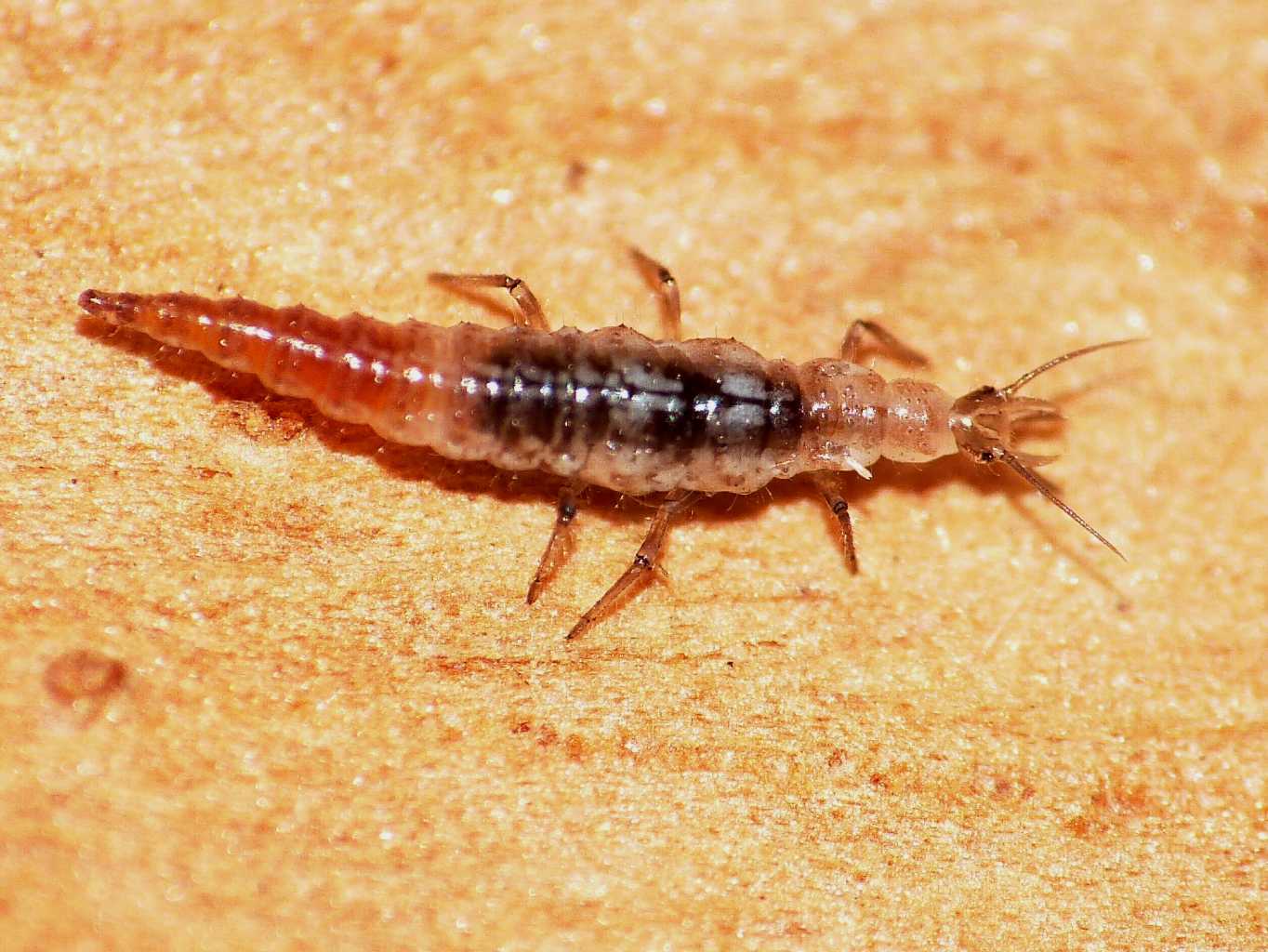 Larva di Hemerobiidae:  Micromus cfr. angulatus - Ostia (RM)